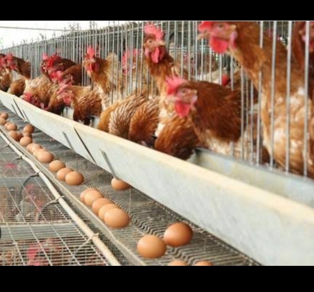 Modern poultry farm
